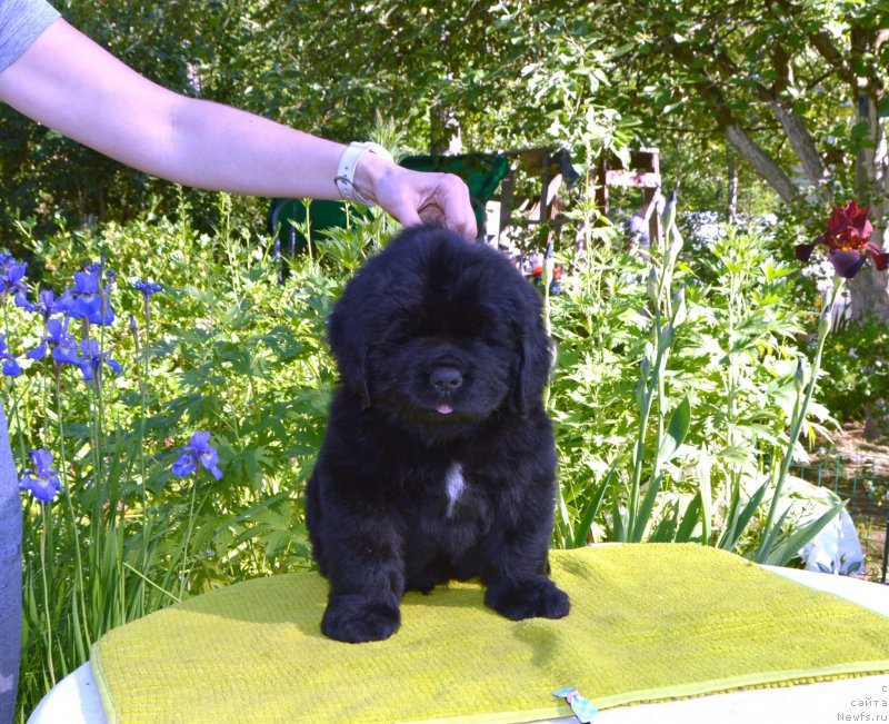 Фото: Щенки от, ньюфаундленд Сент Джонс Юстиния Юлия (Sent Djons Yustiniya Yuliya), ньюфаундленд I Follow The Sun de L'Etoile de Cyrice