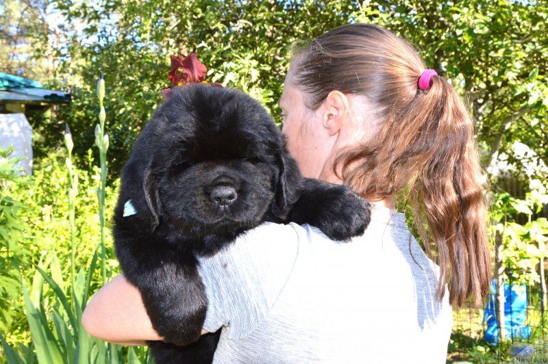 Фото: Щенки от, ньюфаундленд Сент Джонс Юстиния Юлия (Sent Djons Yustiniya Yuliya), ньюфаундленд I Follow The Sun de L'Etoile de Cyrice