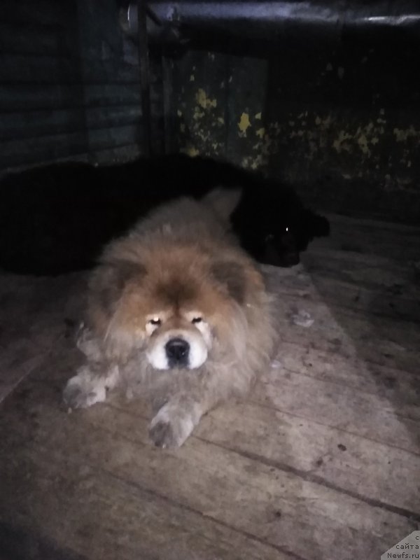 Фотография № 243376