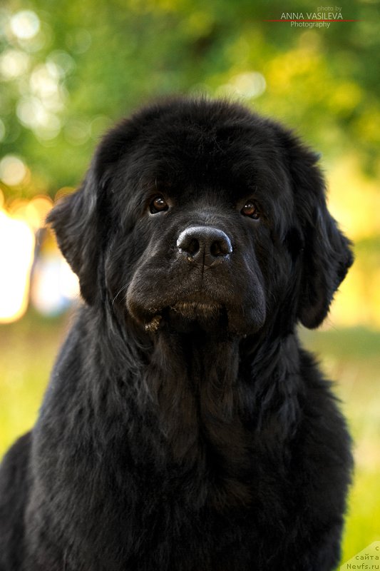 Фотография № 243385