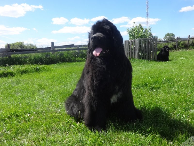 Фото: ньюфаундленд Ньюфорт Азет Абайя