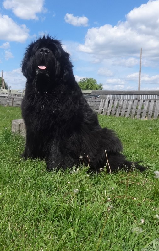 Фото: ньюфаундленд Ньюфорт Царица Ночи