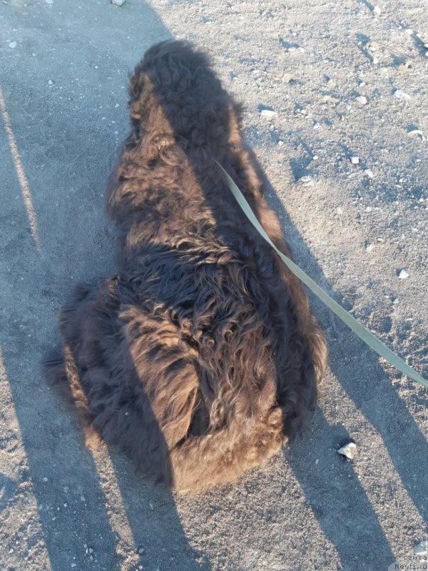 Фотография № 243390