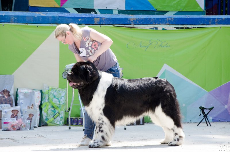 Фото: ньюфаундленд Энджелс Кипер Нибелунг (Angels Keeper Nibelung)