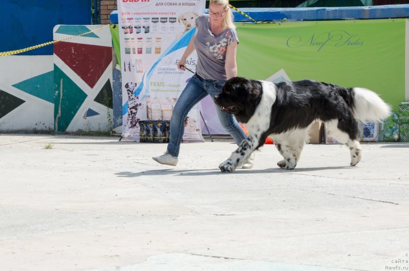 Фото: ньюфаундленд Энджелс Кипер Нибелунг (Angels Keeper Nibelung)