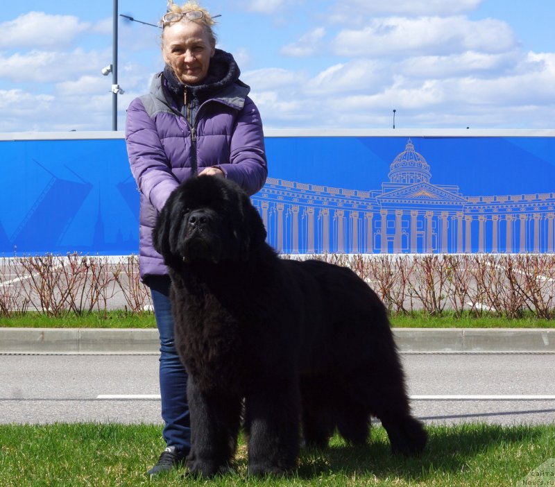 Фото: ньюфаундленд Бегущая по Волнам Елексир (Beguschaya po Volnam Elixir)