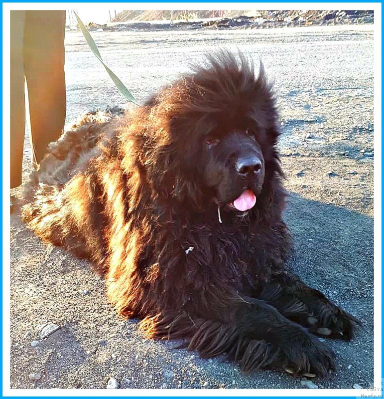 Фото: Ньюф в беде