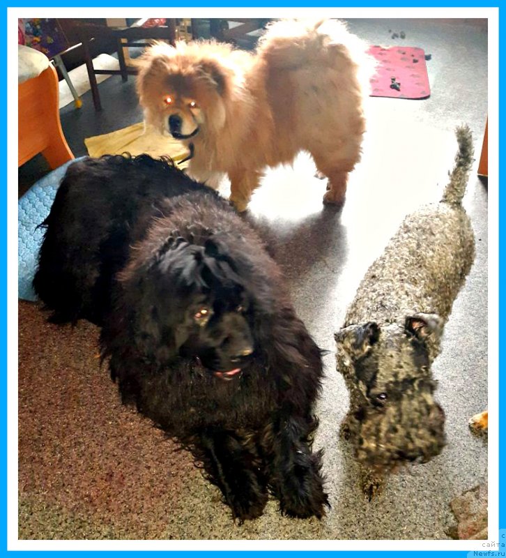 Фото: Ньюф в беде