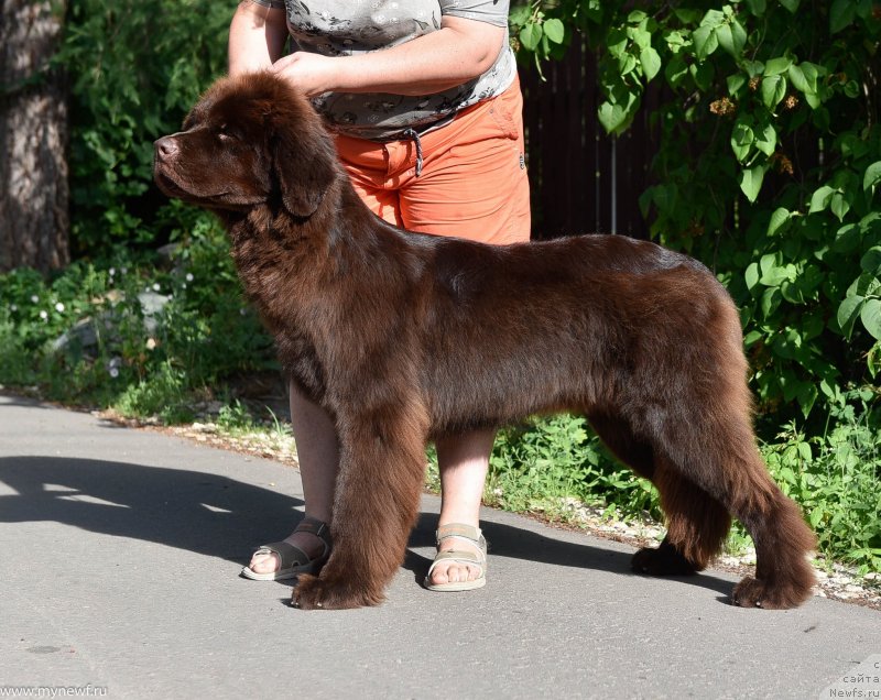 Фото: ньюфаундленд Плюшевая Панда Пандора (Plushevaya Panda Pandora)