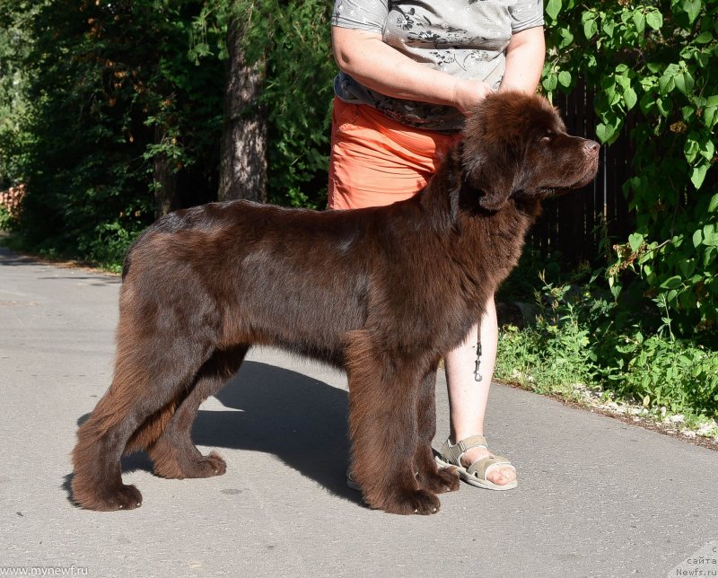 Фото: ньюфаундленд Плюшевая Панда Пандора (Plushevaya Panda Pandora)