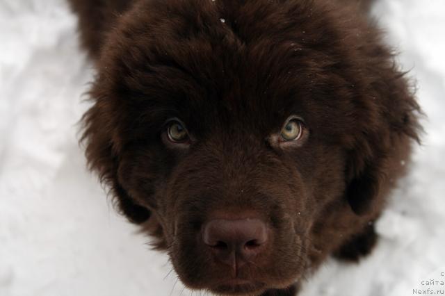 Фото: ньюфаундленд Лесная Сказка Колдовской Роман