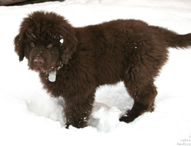 Фото: ньюфаундленд Лесная Сказка Колдовской Роман