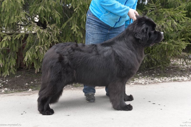 Фото: ньюфаундленд Сент Джонс И’м Руссиан Модель (Sent Djons i'm Russian Model)