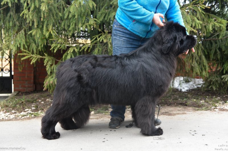 Фото: ньюфаундленд Сент Джонс И’м Руссиан Модель (Sent Djons i'm Russian Model)