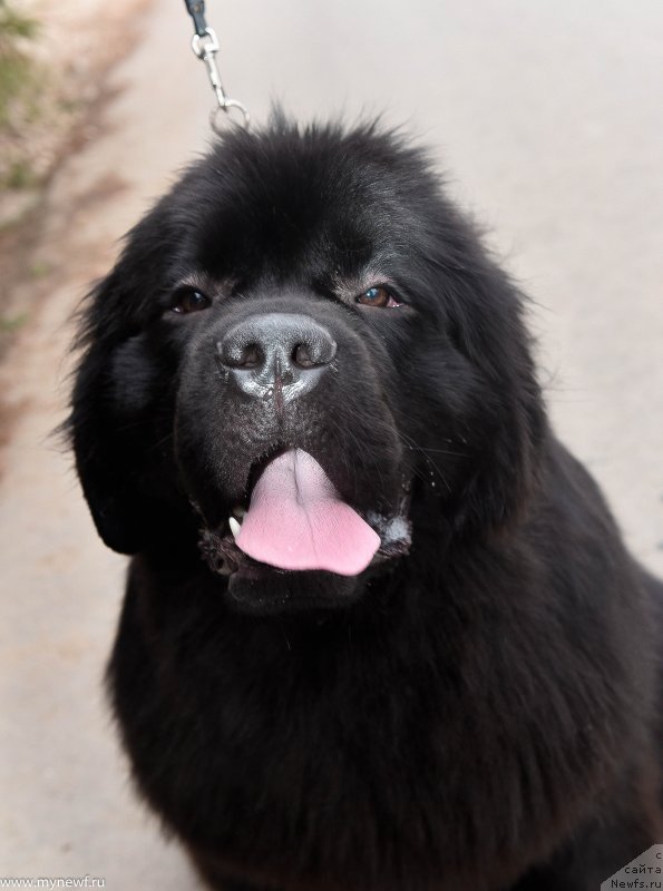 Фото: ньюфаундленд Сент Джонс И’м Руссиан Модель (Sent Djons i'm Russian Model)