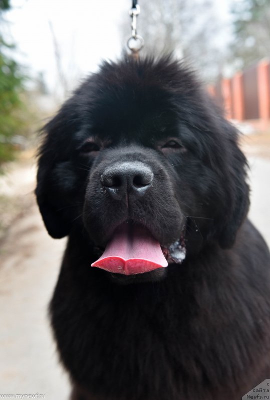 Фото: ньюфаундленд Сент Джонс И’м Руссиан Модель (Sent Djons i'm Russian Model)