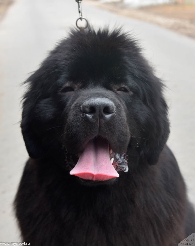 Фото: ньюфаундленд Сент Джонс И’м Руссиан Модель (Sent Djons i'm Russian Model)