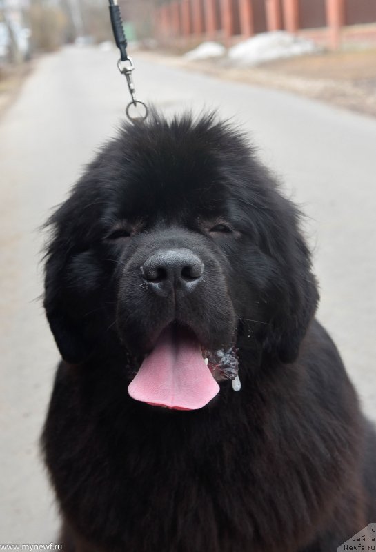 Фото: ньюфаундленд Сент Джонс И’м Руссиан Модель (Sent Djons i'm Russian Model)