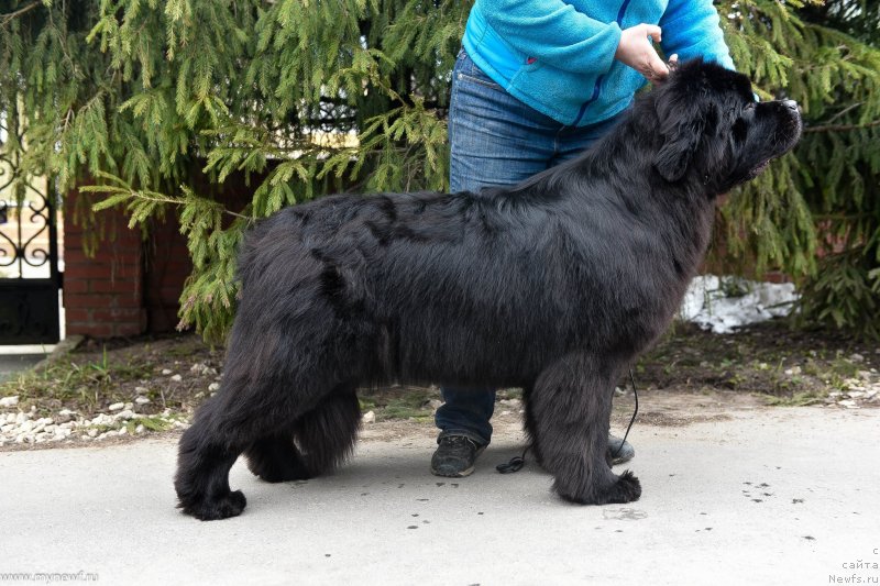 Фото: ньюфаундленд Сент Джонс И’м Руссиан Модель (Sent Djons i'm Russian Model)