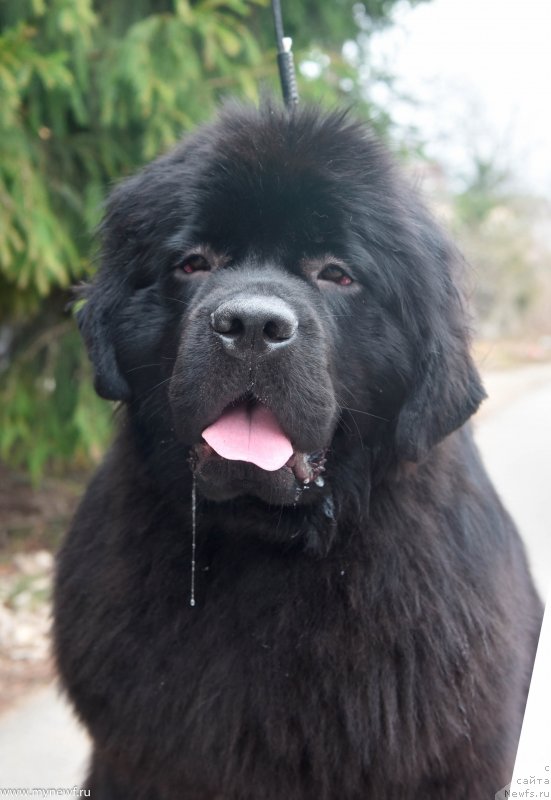 Фото: ньюфаундленд Сент Джонс И’м Руссиан Модель (Sent Djons i'm Russian Model)