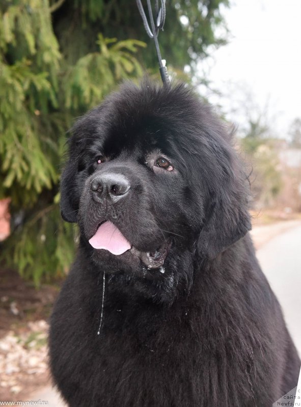 Фото: ньюфаундленд Сент Джонс И’м Руссиан Модель (Sent Djons i'm Russian Model)