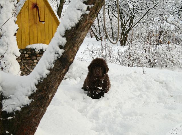 Фото: ньюфаундленд Лесная Сказка Колдовской Роман