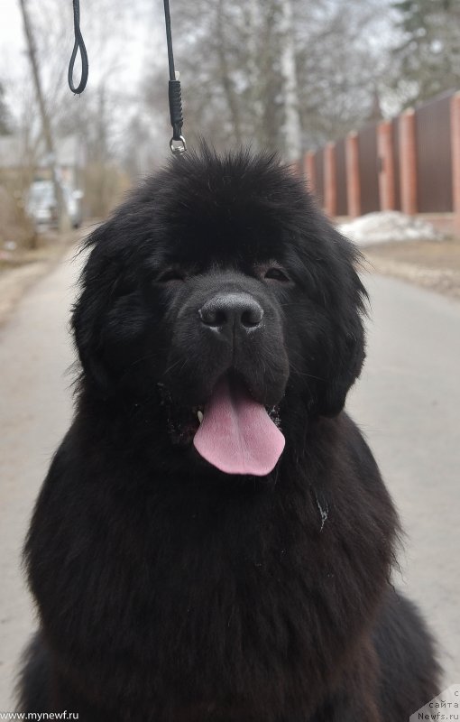 Фото: ньюфаундленд Сент Джонс И’м Руссиан Модель (Sent Djons i'm Russian Model)