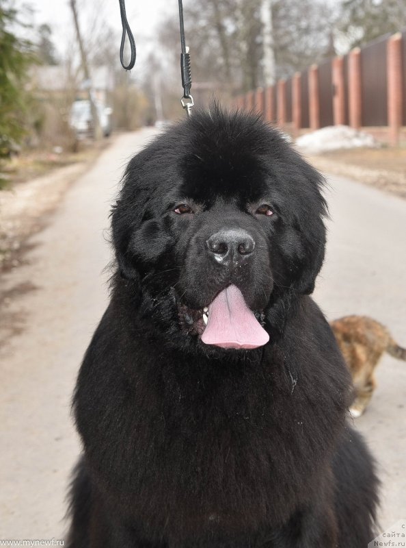 Фото: ньюфаундленд Сент Джонс И’м Руссиан Модель (Sent Djons i'm Russian Model)