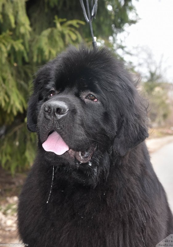 Фото: ньюфаундленд Сент Джонс И’м Руссиан Модель (Sent Djons i'm Russian Model)