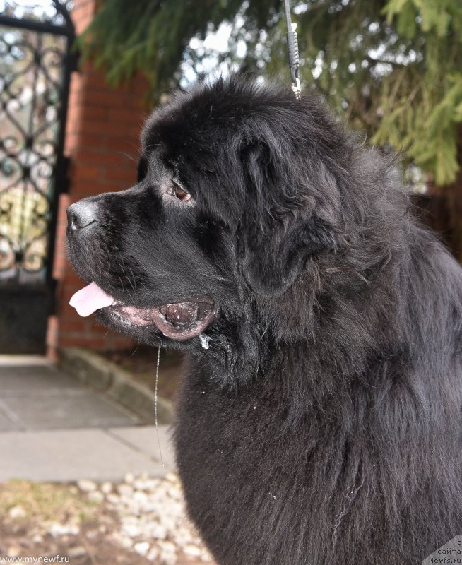 Фото: ньюфаундленд Сент Джонс И’м Руссиан Модель (Sent Djons i'm Russian Model)