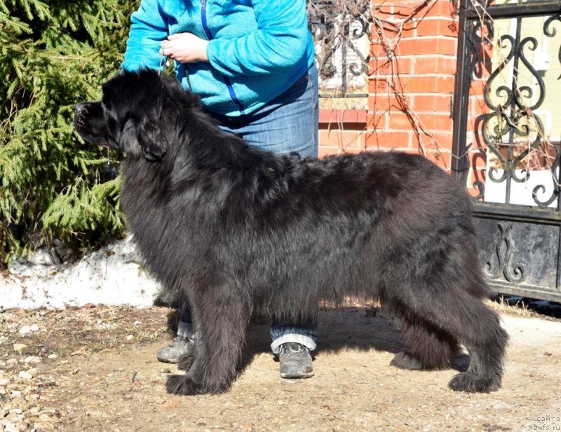 Фото: ньюфаундленд Сент Джонс И’м Руссиан Модель (Sent Djons i'm Russian Model)