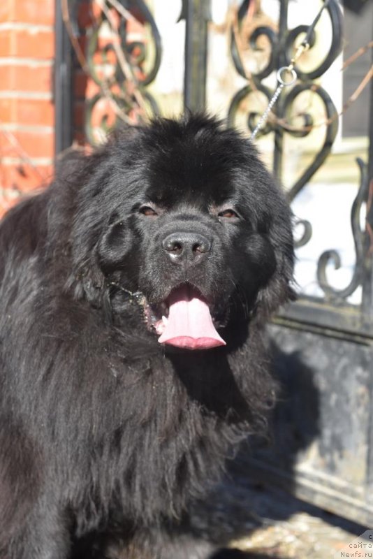 Фото: ньюфаундленд Сент Джонс И’м Руссиан Модель (Sent Djons i'm Russian Model)