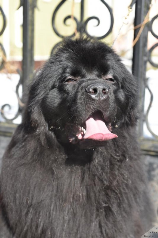 Фото: ньюфаундленд Сент Джонс И’м Руссиан Модель (Sent Djons i'm Russian Model)