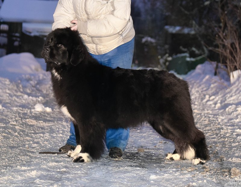 Фото: ньюфаундленд Сент Джонс Иссидора Дункан