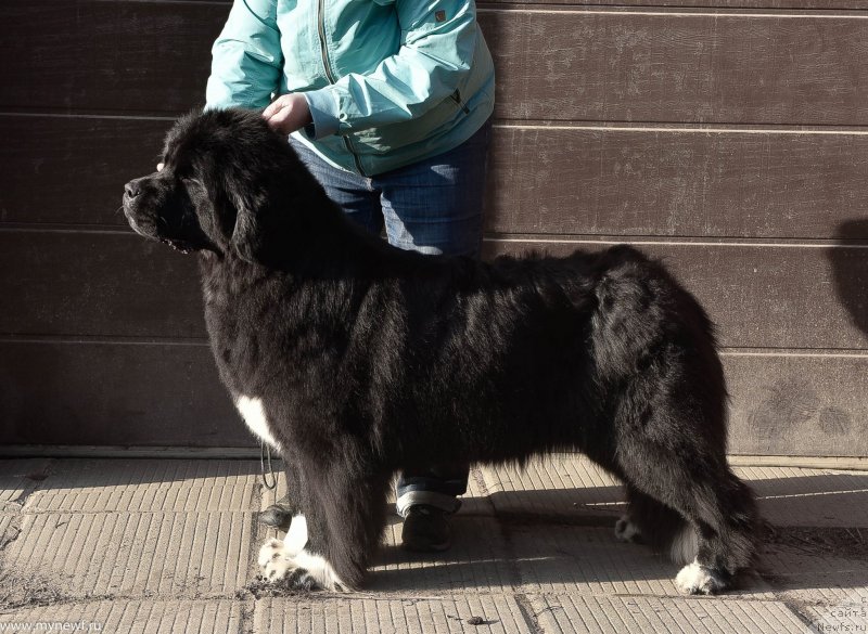 Фото: ньюфаундленд Сент Джонс Иссидора Дункан