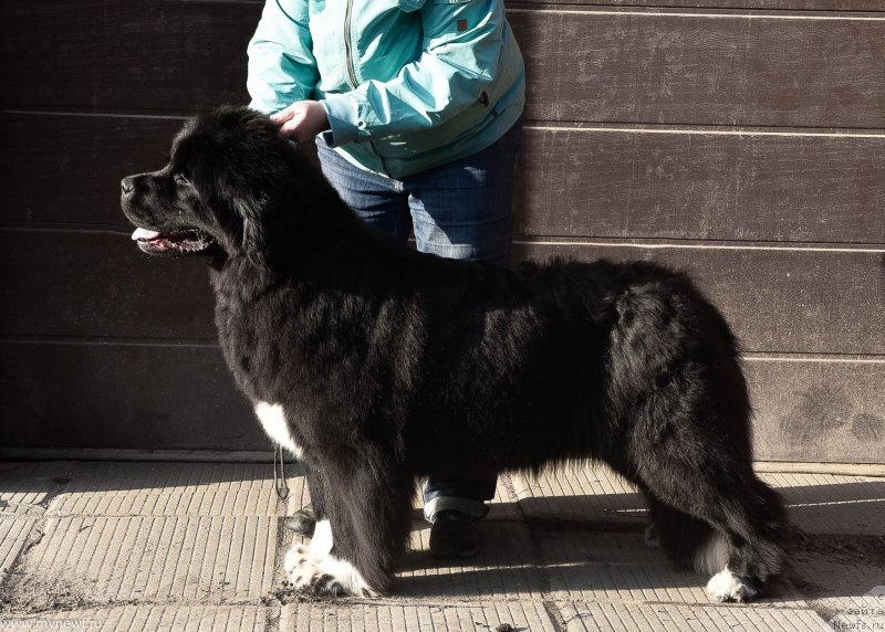 Фото: ньюфаундленд Сент Джонс Иссидора Дункан