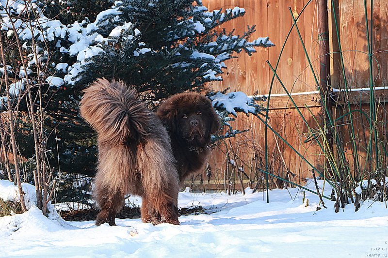 Фото: ньюфаундленд Даркфлайт Кавикьолли фо Дом Прозоровских (Darkflight Kavikolli for Dom Prozorovskikh)