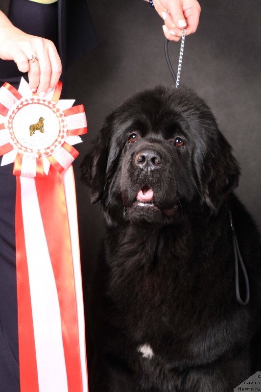 Фото: ньюфаундленд Акватория Келвин Прима для Дома Прозоровских (Aquatoriya Kelvin Prima dlya Doma Prozorovskikh)