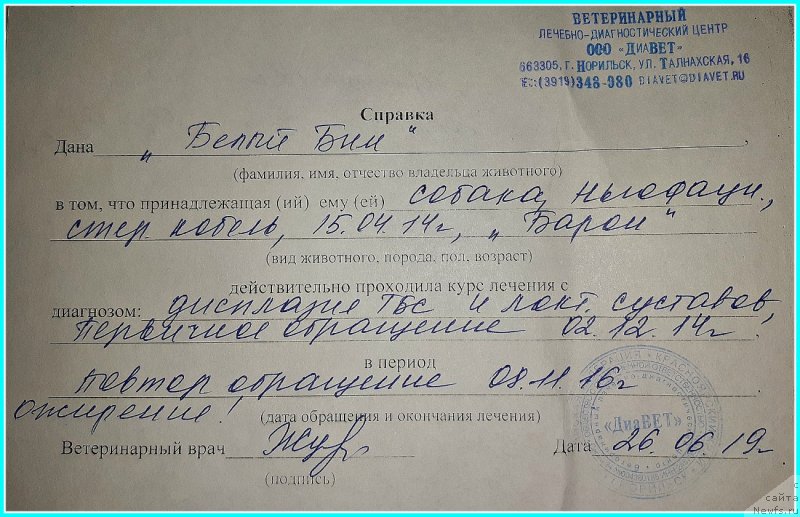 Фото: Ньюф в беде