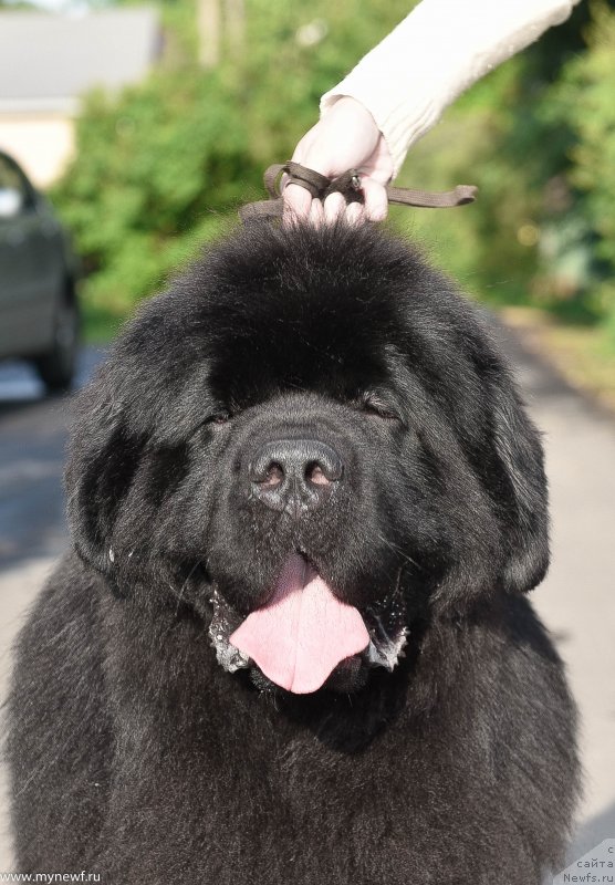 Фото: ньюфаундленд Сент Джонс Эври Боди Дансе (Sent Djons Everybody Danse)