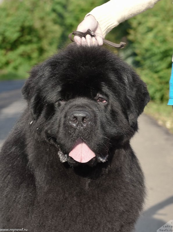 Фото: ньюфаундленд Сент Джонс Эври Боди Дансе (Sent Djons Everybody Danse)