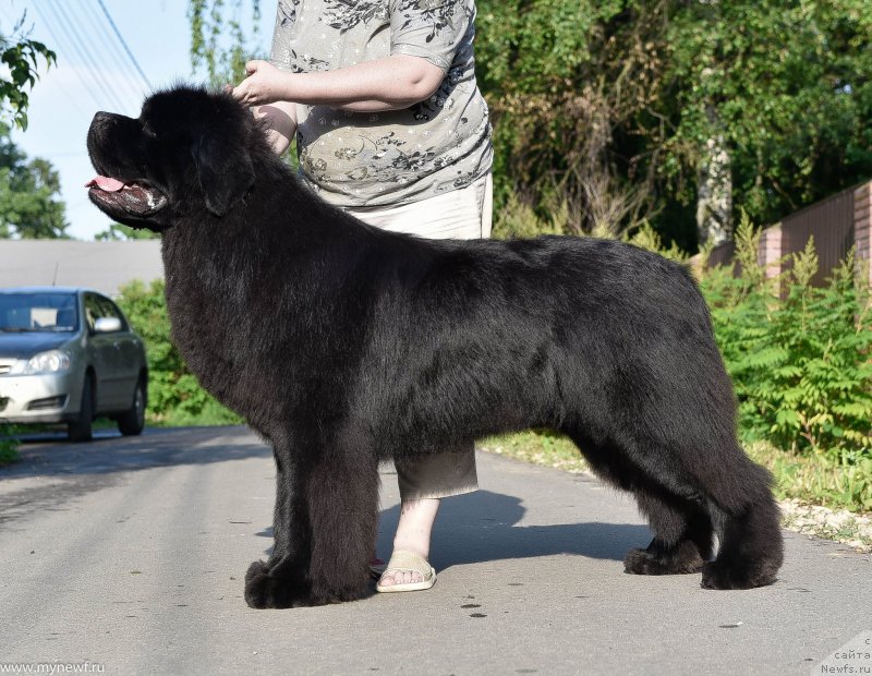 Фото: ньюфаундленд Сент Джонс Эври Боди Дансе (Sent Djons Everybody Danse)