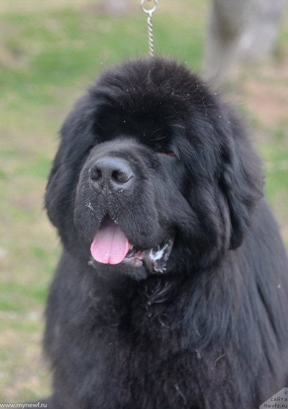 Фото: ньюфаундленд Сент Джонс Эври Боди Дансе (Sent Djons Everybody Danse)