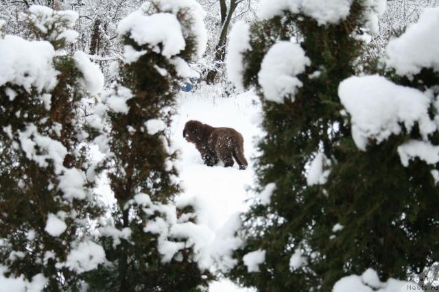 Фото: ньюфаундленд Лесная Сказка Колдовской Роман