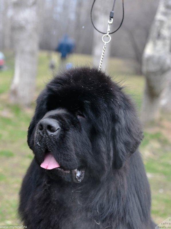 Фото: ньюфаундленд Сент Джонс Эври Боди Дансе (Sent Djons Everybody Danse)