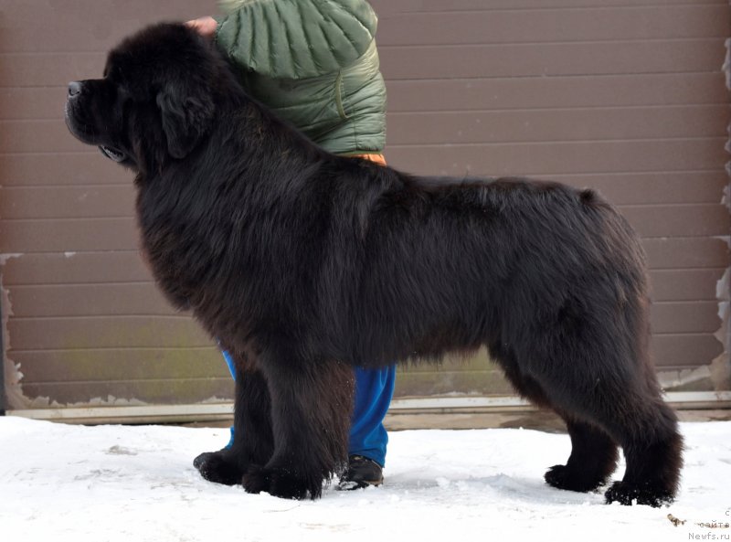 Фото: ньюфаундленд Сент Джонс Эври Боди Дансе (Sent Djons Everybody Danse)