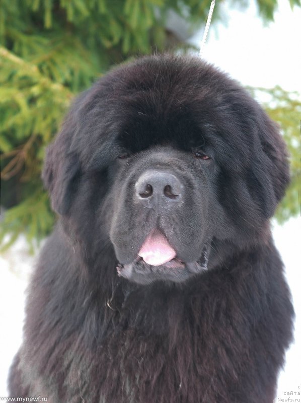 Фото: ньюфаундленд Сент Джонс Эври Боди Дансе (Sent Djons Everybody Danse)