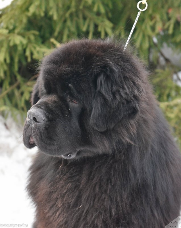 Фото: ньюфаундленд Сент Джонс Эври Боди Дансе (Sent Djons Everybody Danse)