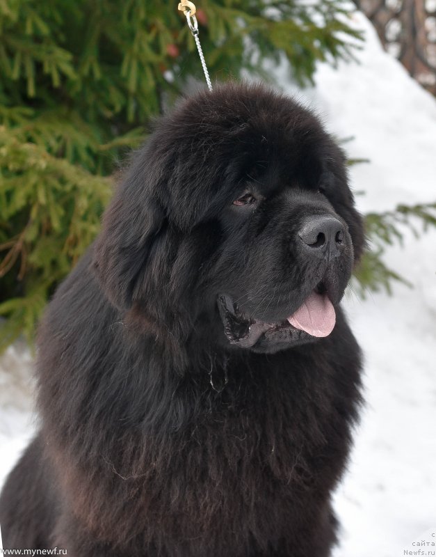 Фото: ньюфаундленд Сент Джонс Эври Боди Дансе (Sent Djons Everybody Danse)