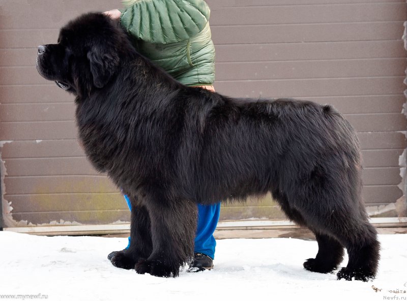 Фото: ньюфаундленд Сент Джонс Эври Боди Дансе (Sent Djons Everybody Danse)